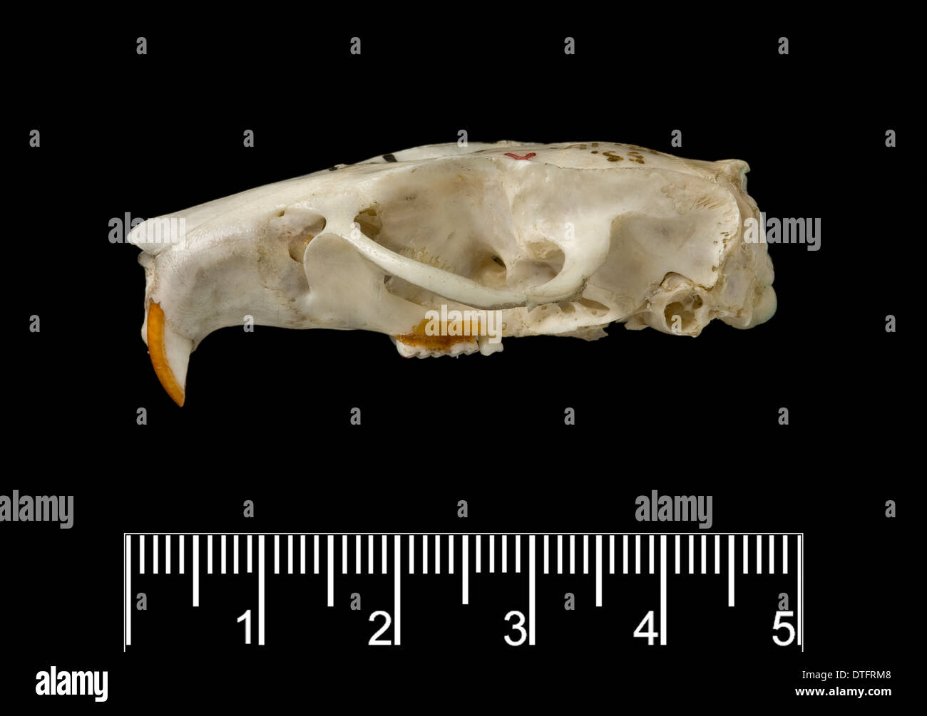 Megalomys luciae, Saint Lucia giant rice rat (holotype) Foto Stock