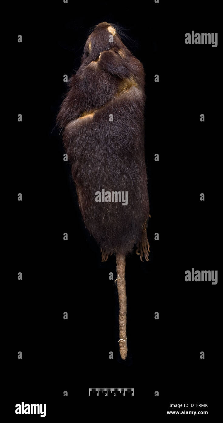 Megalomys luciae, Saint Lucia giant rice rat (holotype) Foto Stock