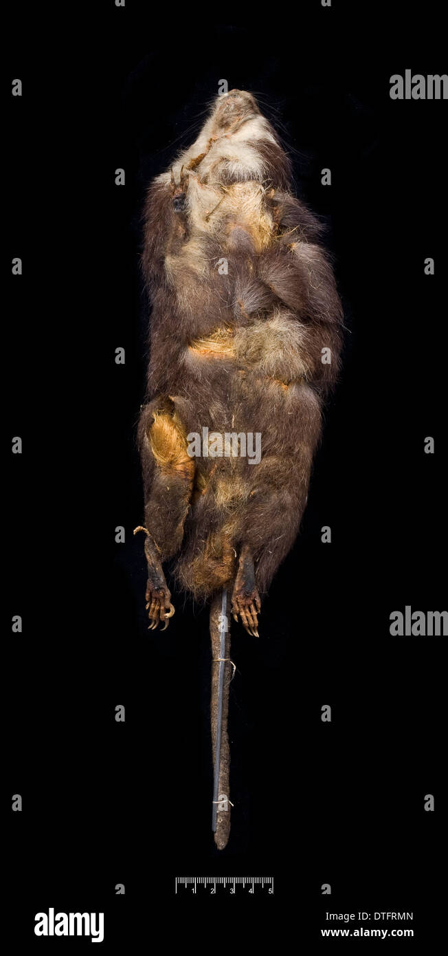 Megalomys luciae, Saint Lucia giant rice rat (holotype) Foto Stock