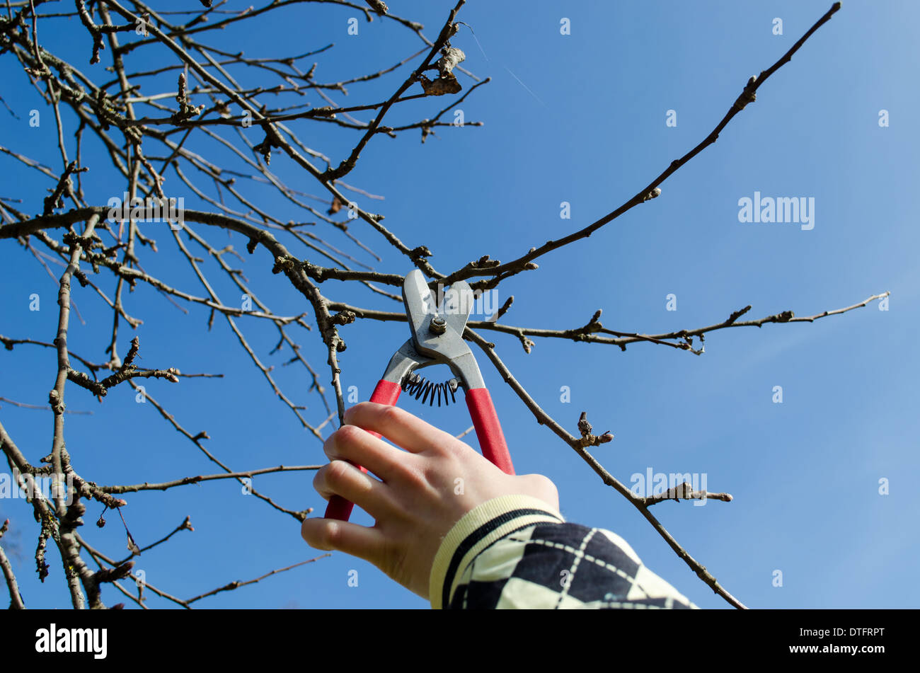 Tenere in mano la potatura secateurs apple rami di alberi Foto Stock