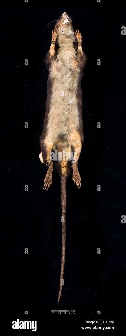 Megalomys desmarestii, gigante Antillean Rice rat Foto Stock