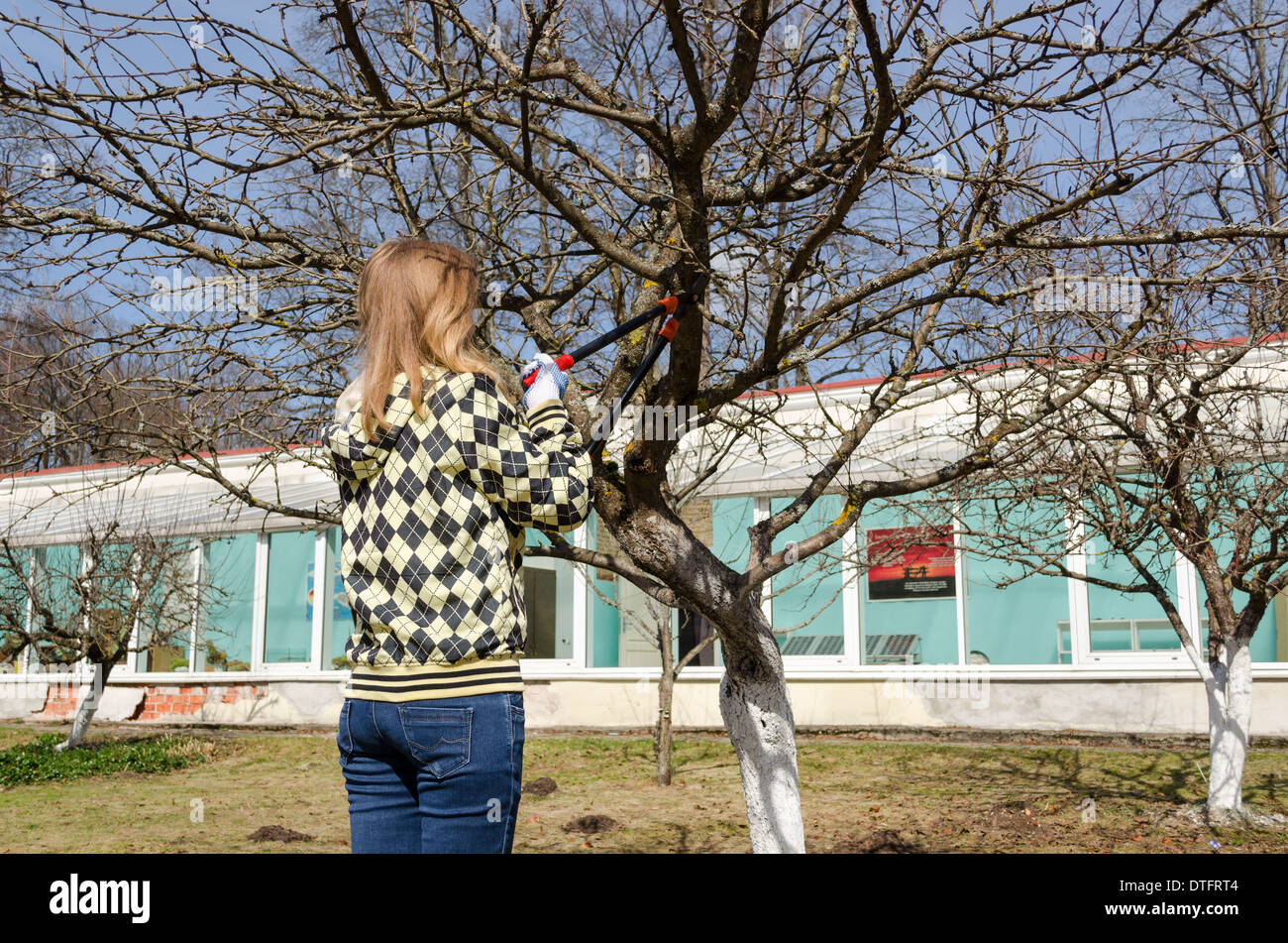 Donna Taglia frutta ramo di albero con giardino secateurs Foto Stock