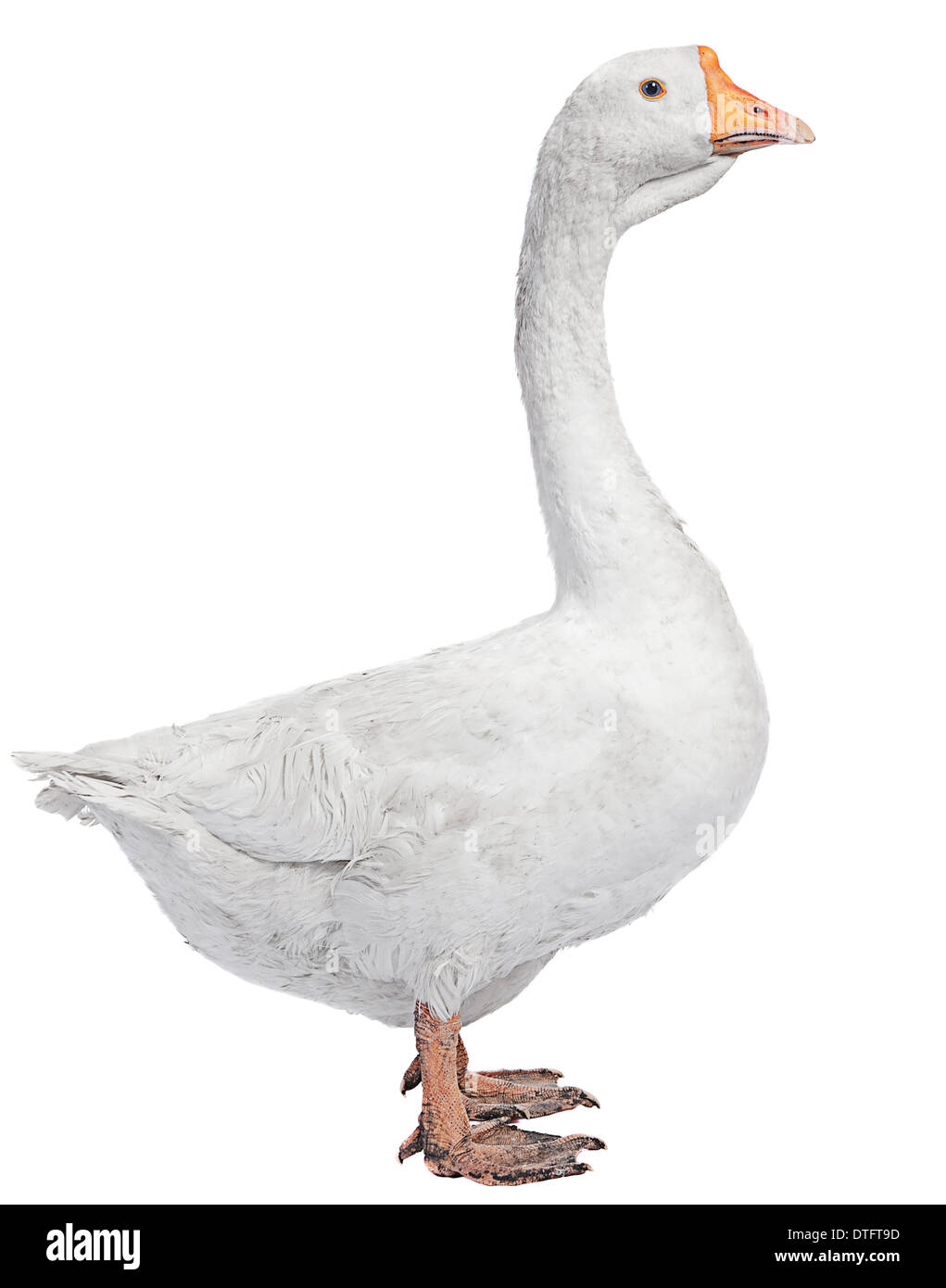 Oca Bianca agriturismo bird isolato su bianco Foto Stock