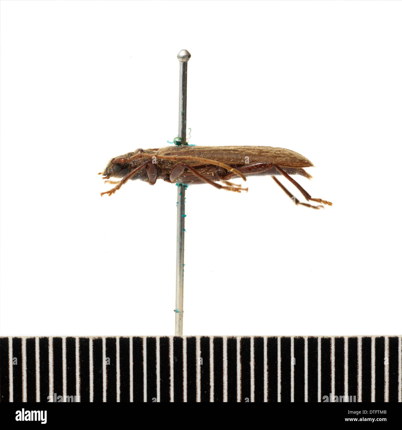 Ambeodontus tristis, due-dentata longhorn Foto Stock