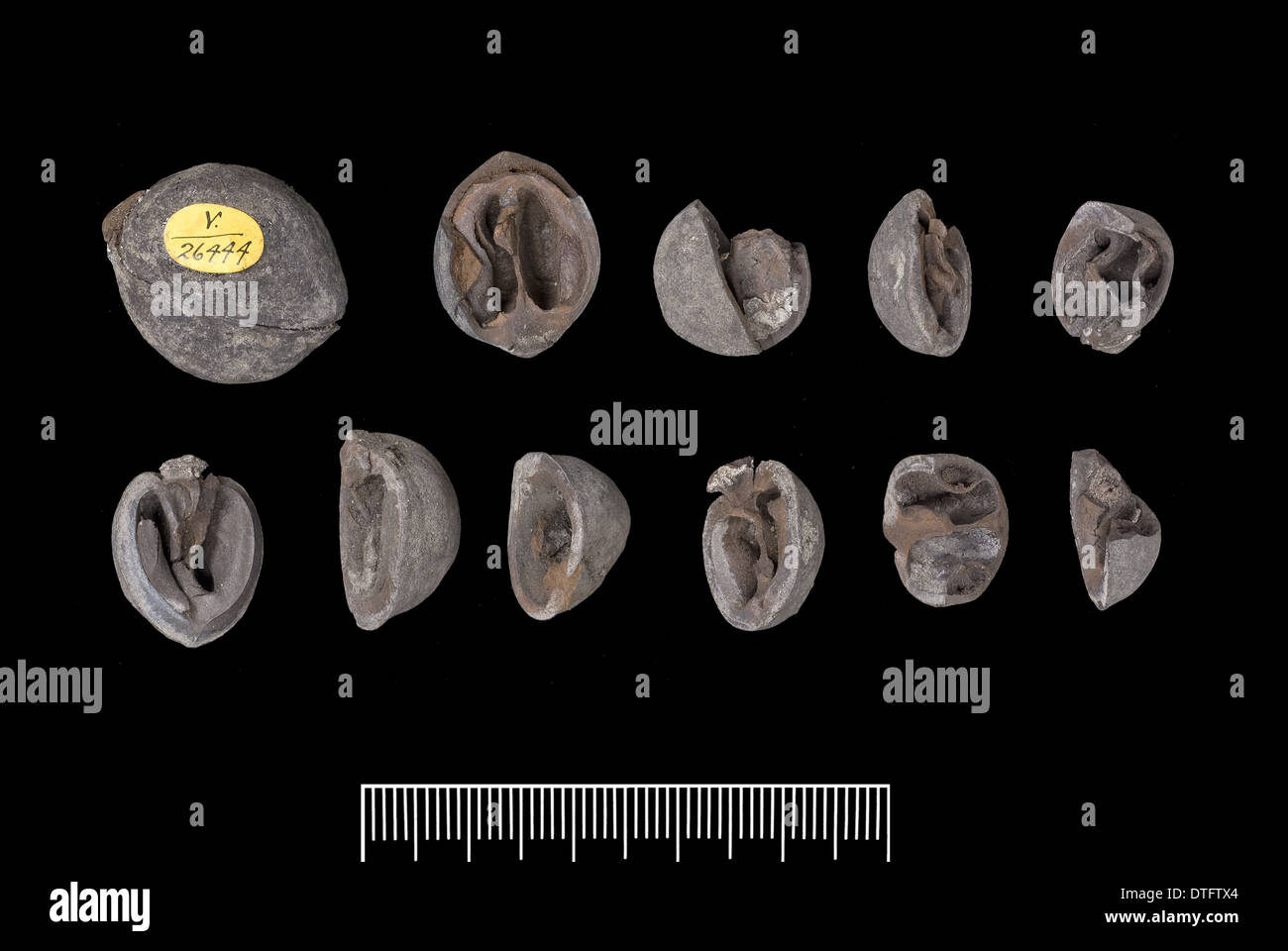 Juglans ventricosa, impianto fossile Foto Stock