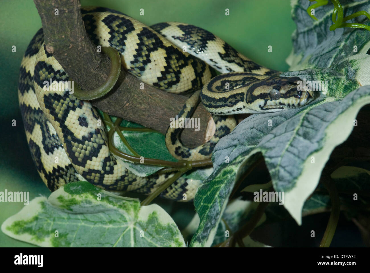 Morelia spilota, Jaguar carpet python Foto Stock
