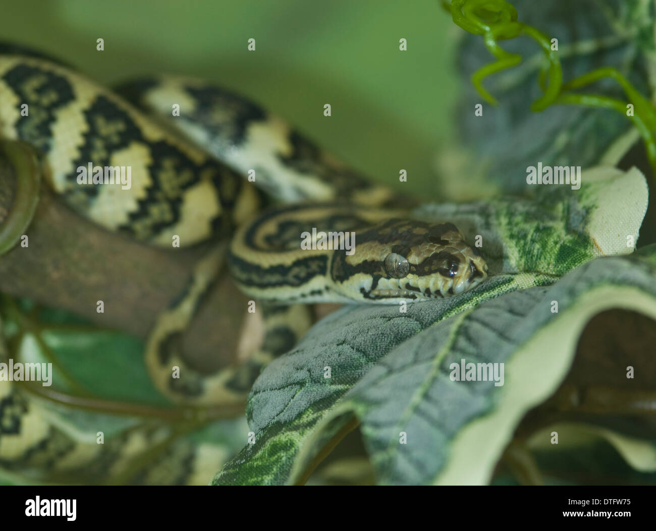 Morelia spilota, Jaguar carpet python Foto Stock