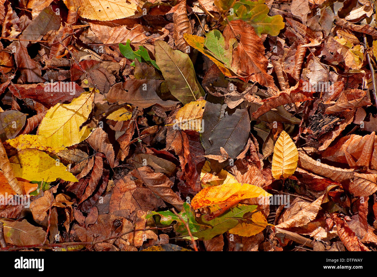 Autunno foglie marrone closeup sfondo Foto Stock