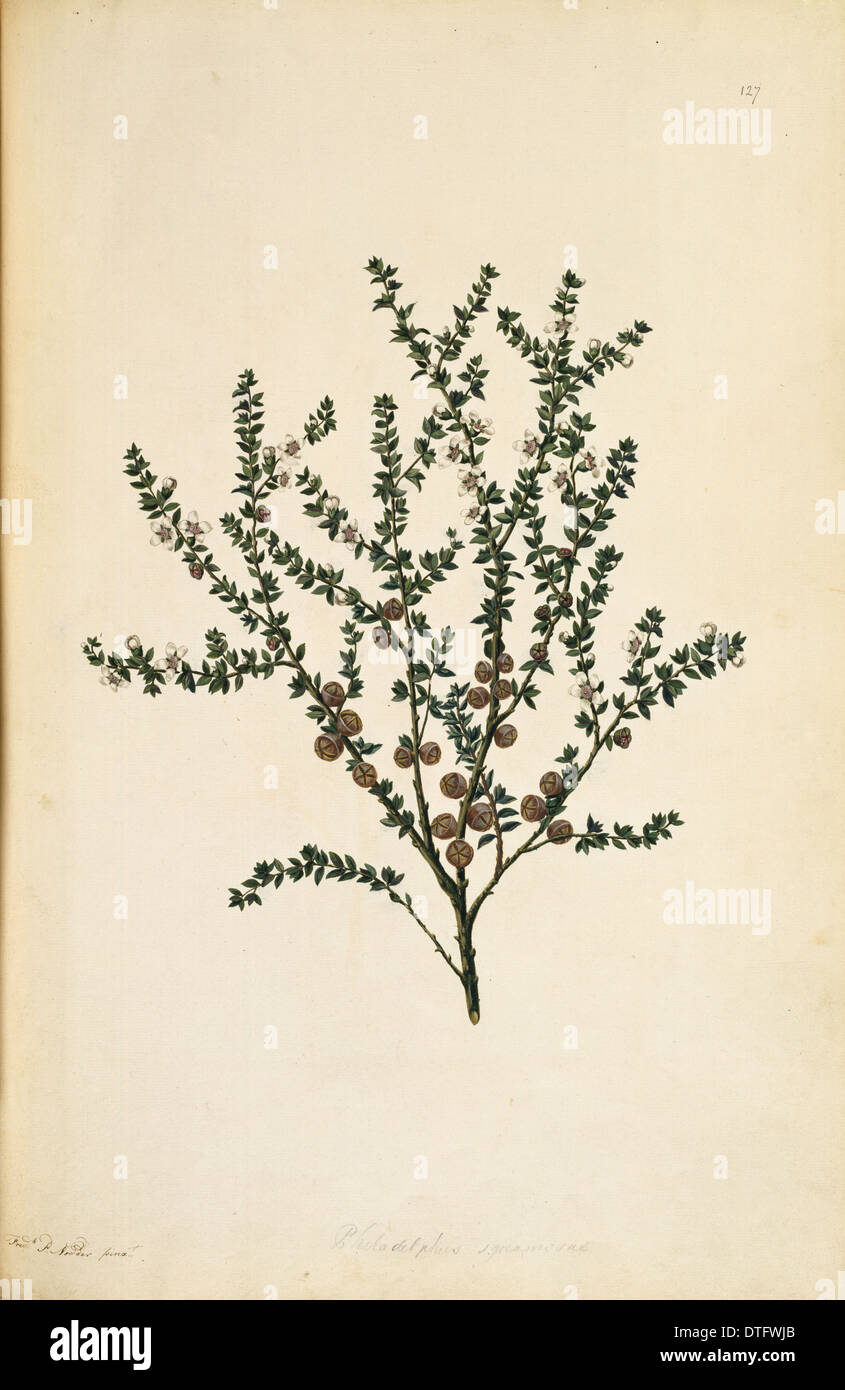 Leptospermum squarrosum, rosa tea tree Foto Stock