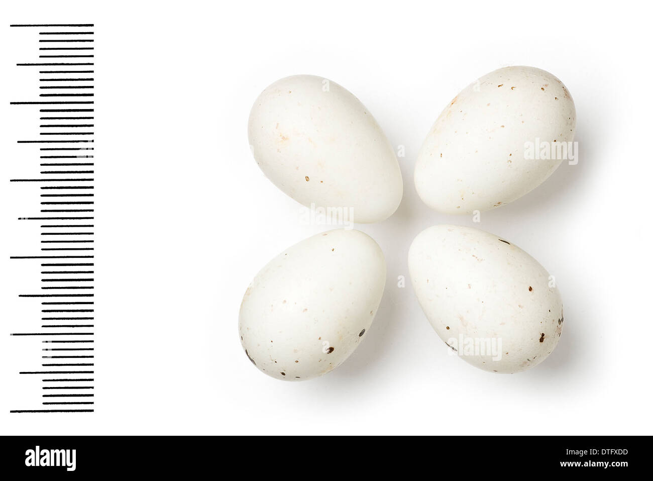 Loxia pytyopsittacus, Parrot crossbill uova Foto Stock