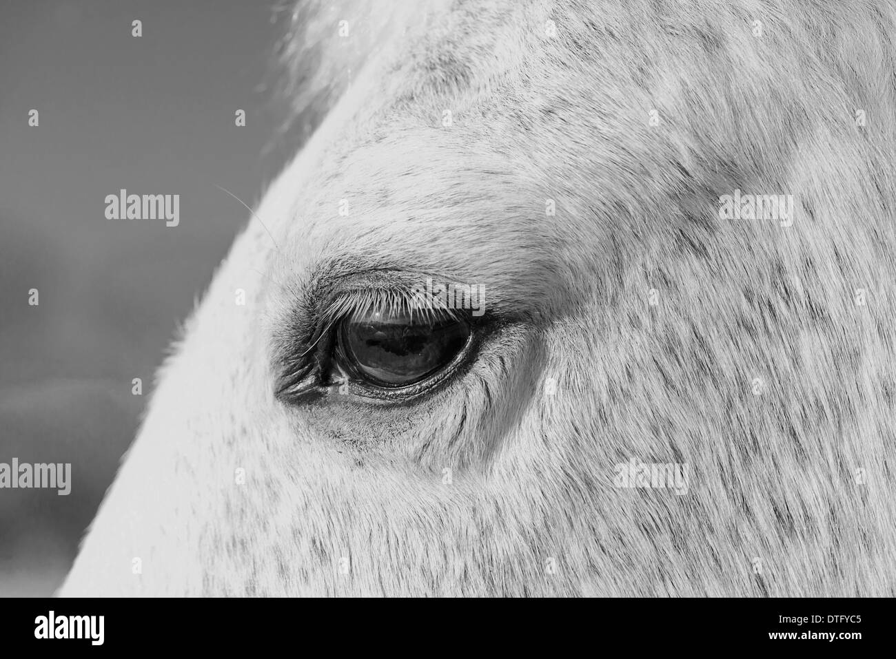 Una chiusura di un occhio di cavalli. Regno Unito (bianco e nero) Foto Stock