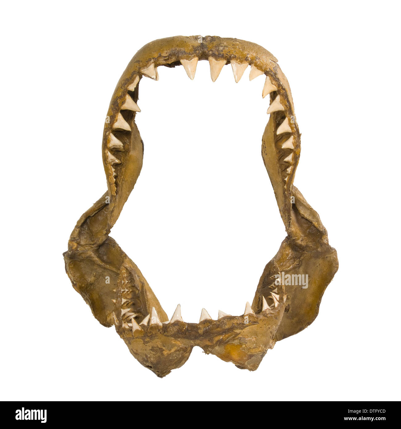 Carcharodon carcharias, grande squalo bianco ganascia ossa Foto Stock