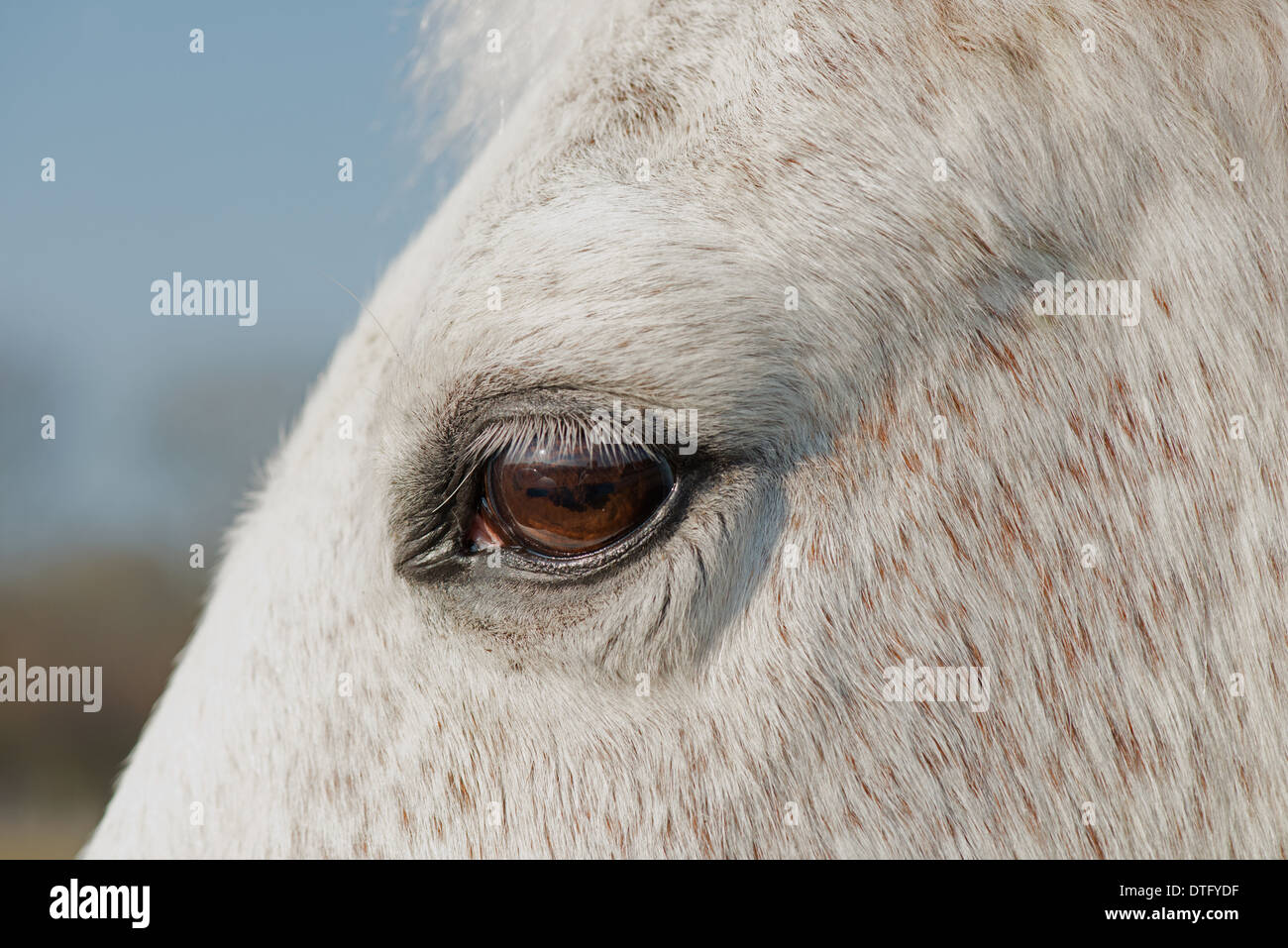 Una chiusura di un occhio di cavalli. Regno Unito Foto Stock