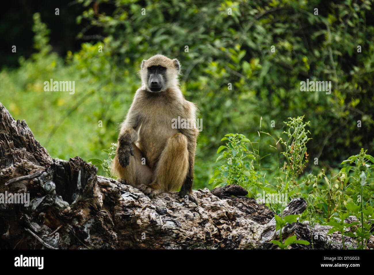 Primo piano di una scimmia vervet seduta su un tronco di albero in decadenza in Botswana Foto Stock