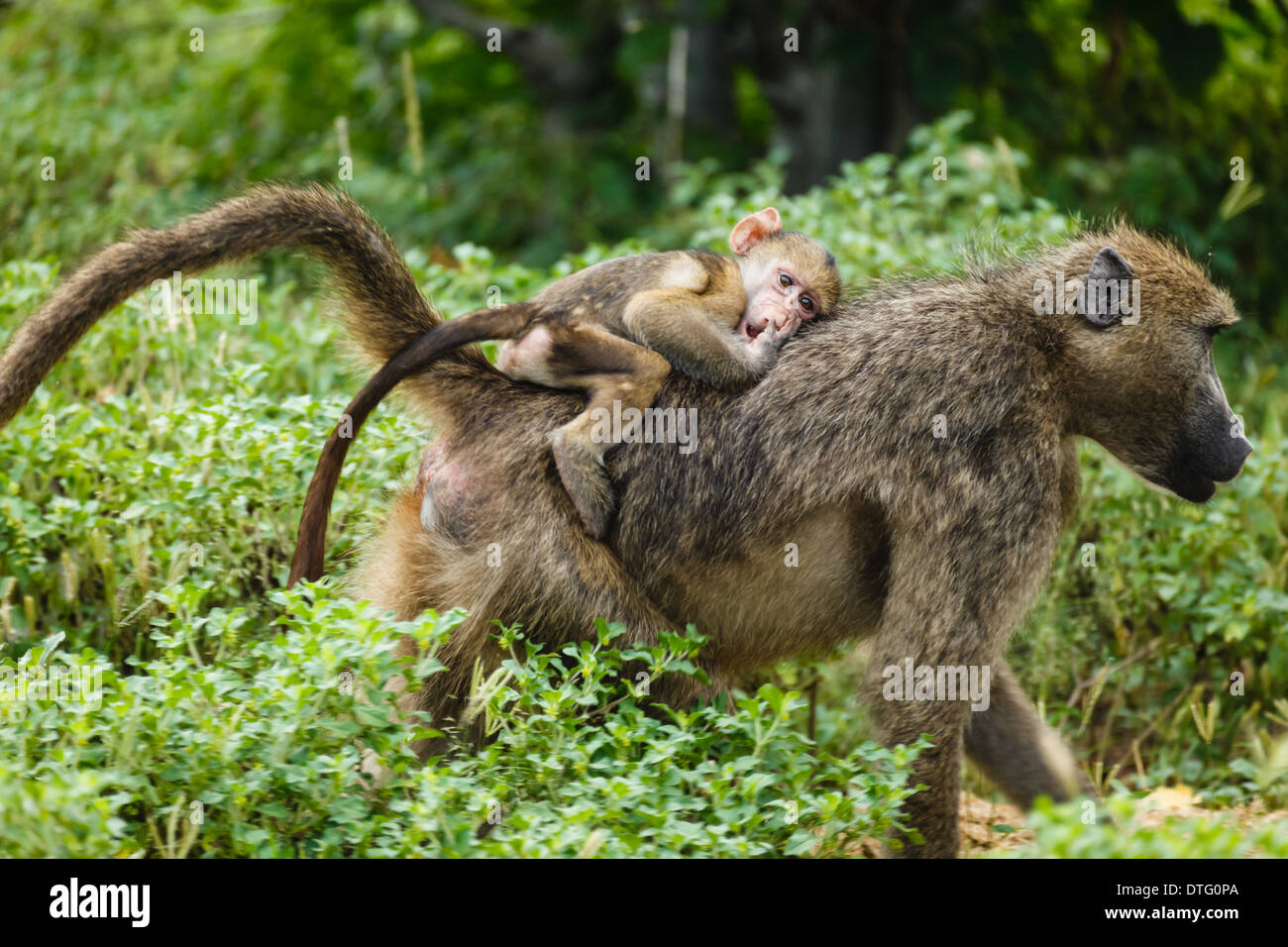 Close up di Madre scimmia vervet dando baby un giro sulla sua schiena attraverso la giungla del Botswana. Foto Stock