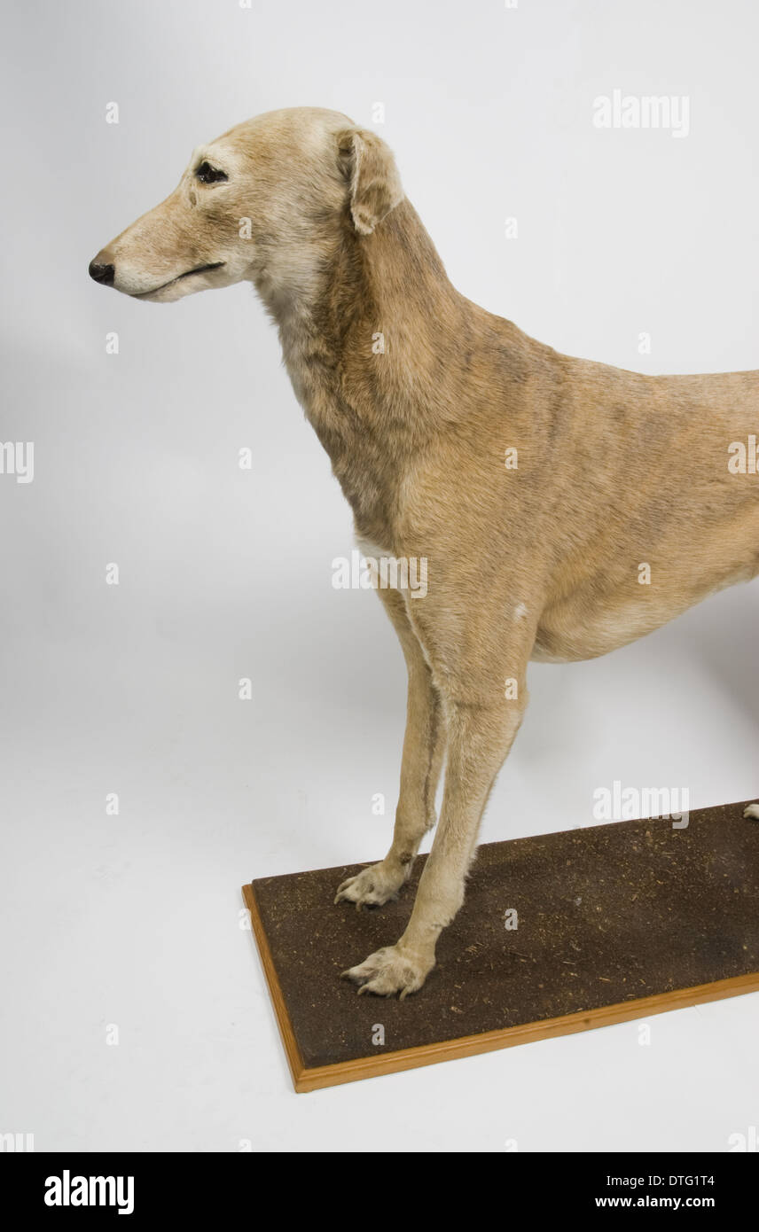 Mick la Miller, levriero Foto Stock
