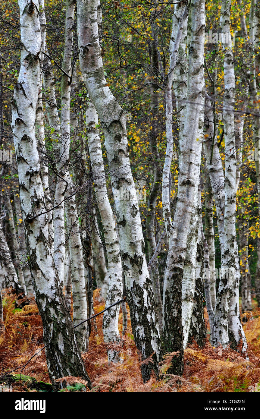 Argento tronchi di betulla Foto Stock