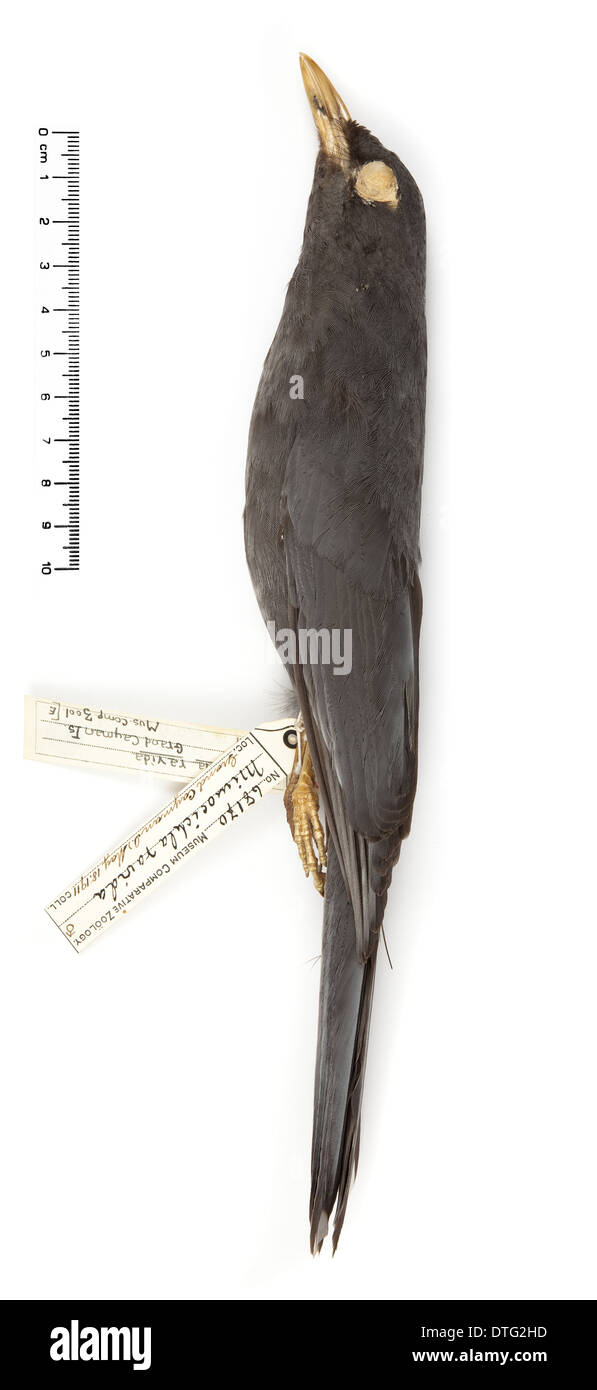 Turdus ravidus, Grand Cayman tordo Foto Stock