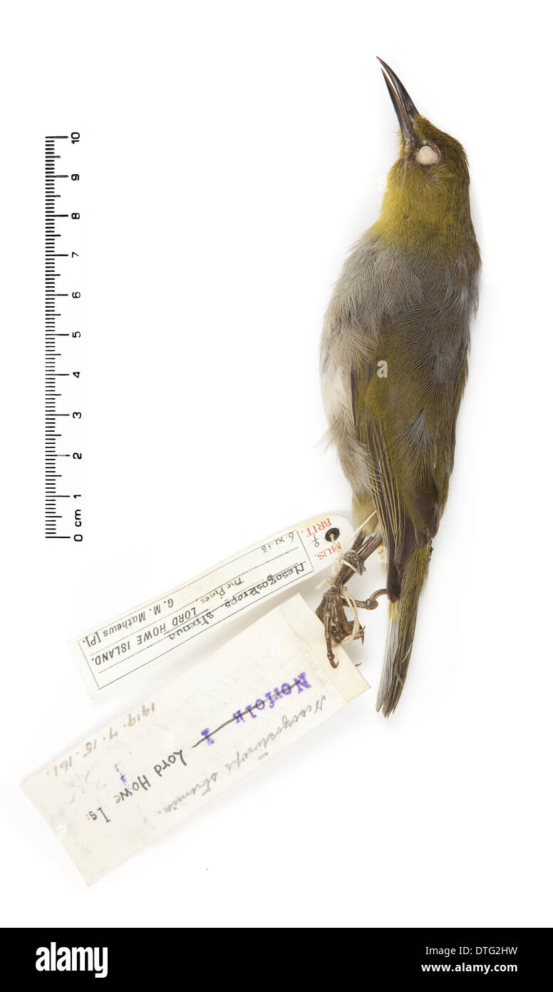 Zosterops strenuus, robusto bianco-eye Foto Stock