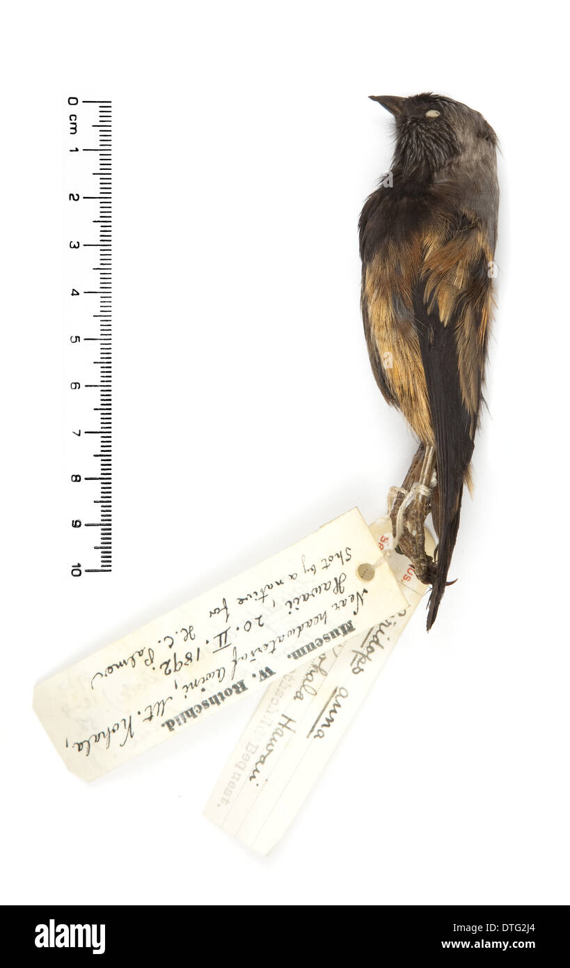 Ciridops anna, Ula-ai-hawane Foto Stock