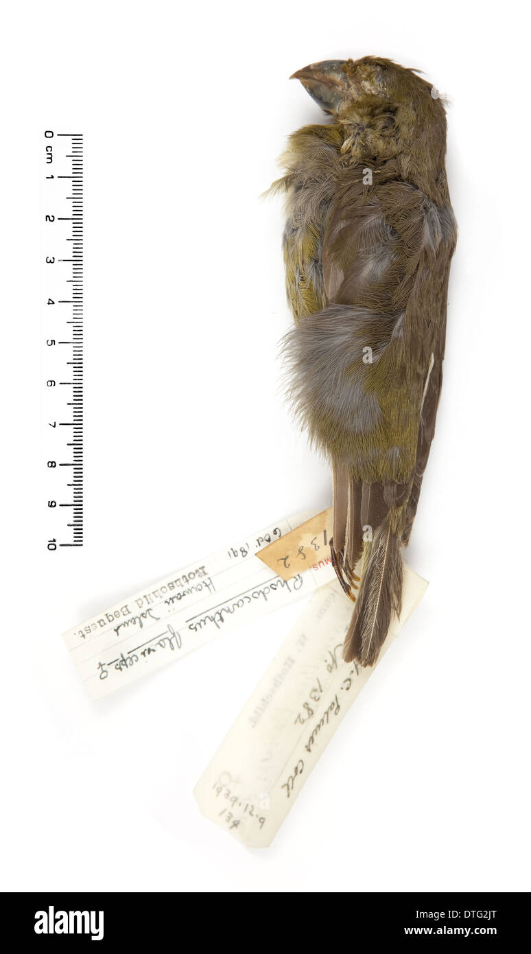 Rhodacanthis flaviceps, minor koa-finch Foto Stock