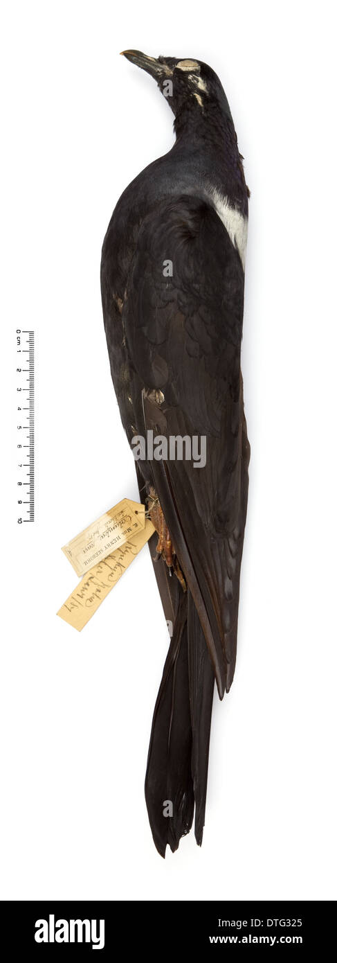 Columba jouyi, piccione Ryukyu Foto Stock