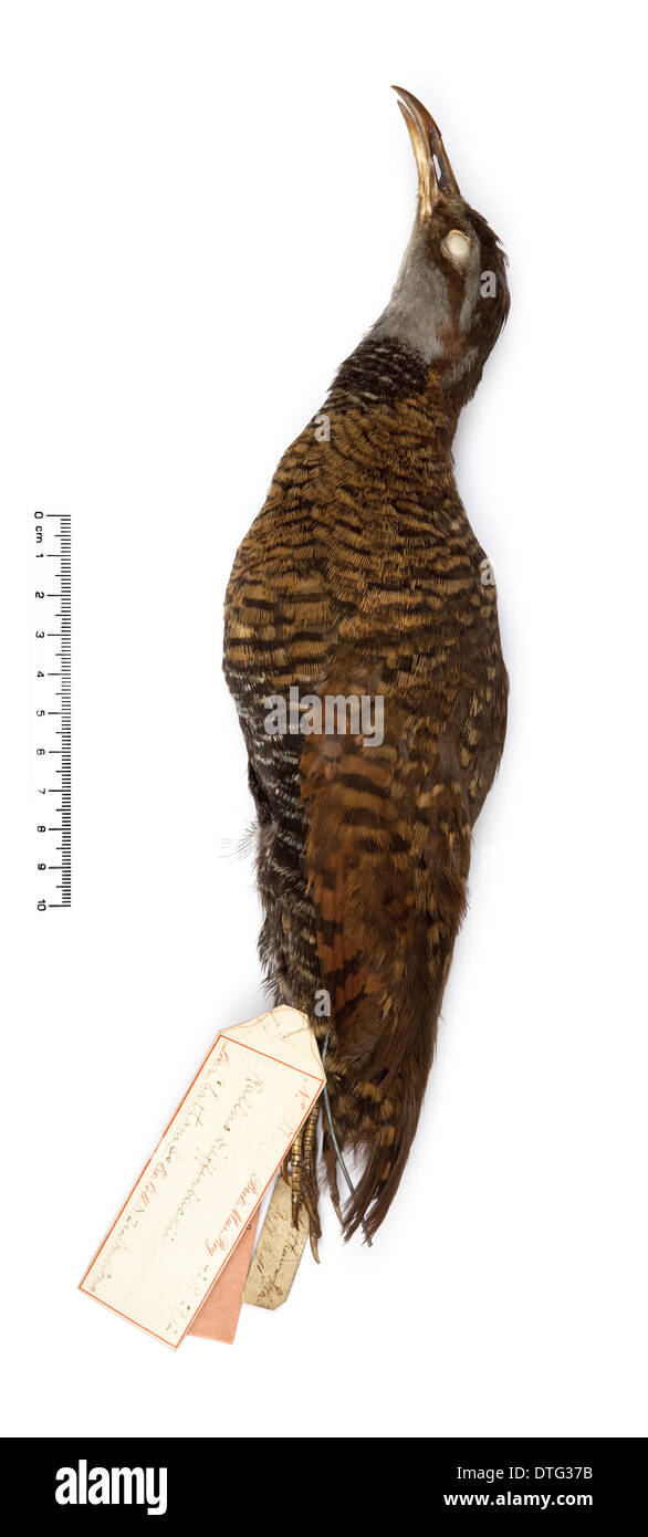 Gallirallus dieffenbachii, Dieffenbach parapetto Foto Stock