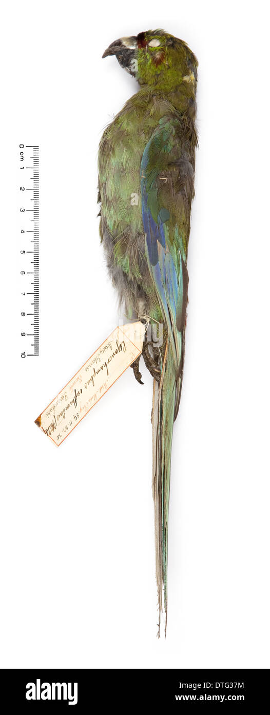 Cyanoramphus zealandicus, nero-fronteggiata parrocchetto Foto Stock