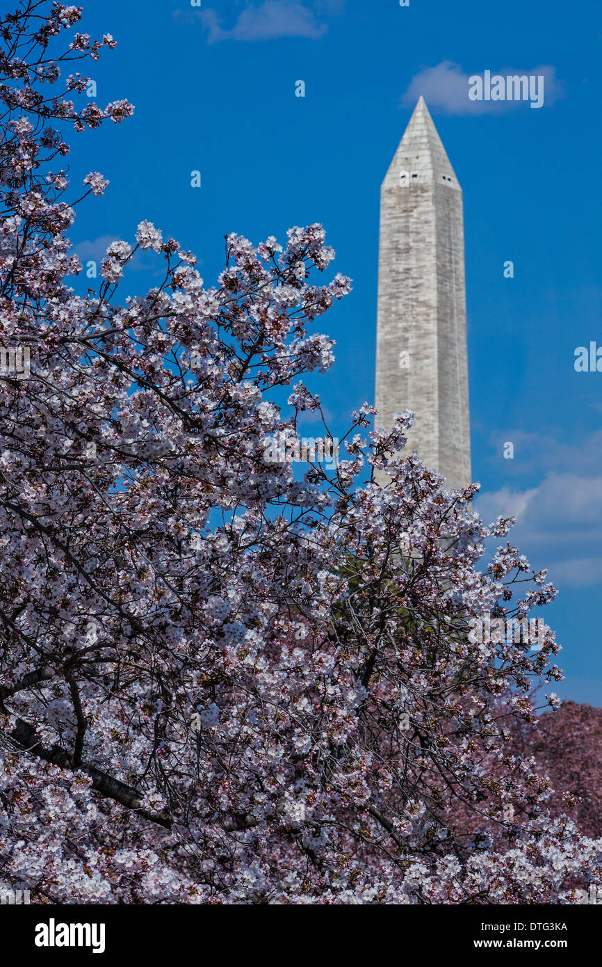 I Fiori di Ciliegio decorano il monumento di Washington durante il 2013 Cherry Blossom Festival di Washington DC. Foto Stock