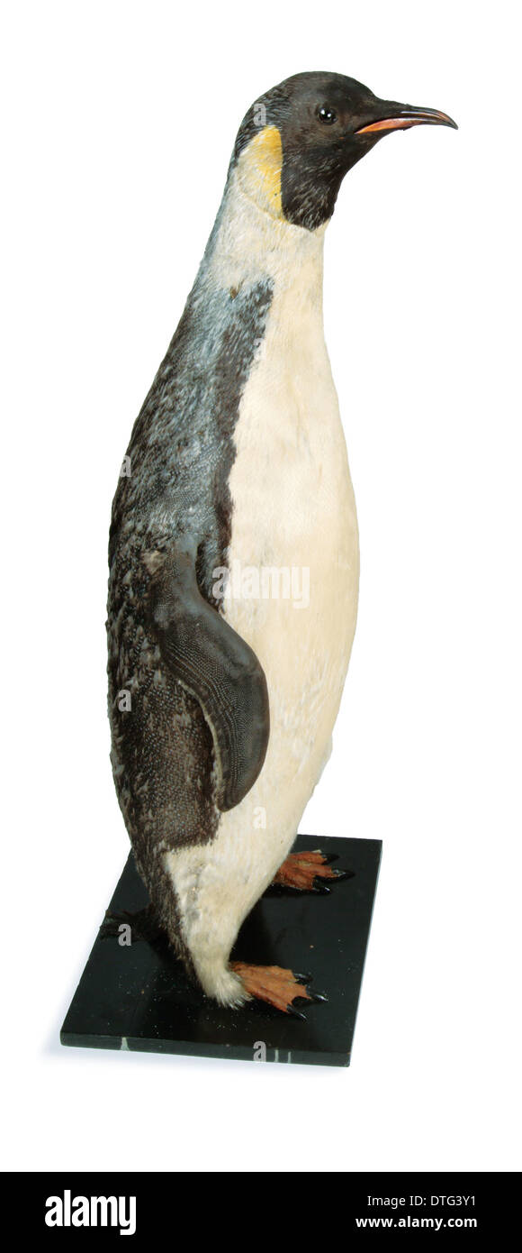 Aptenodytes fosteri, pinguino imperatore Foto Stock