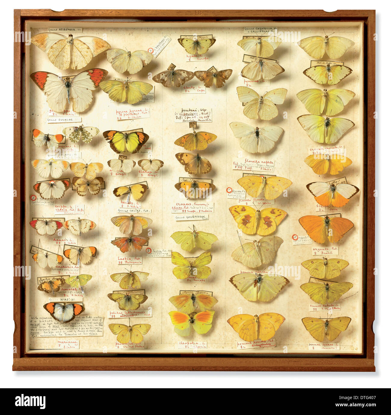 Cassetto da collezione di insetti di Sir Joseph Banks (1743 - 1820) Foto Stock