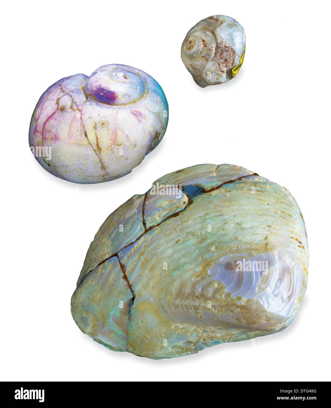 Opalised lumache e clam Foto Stock