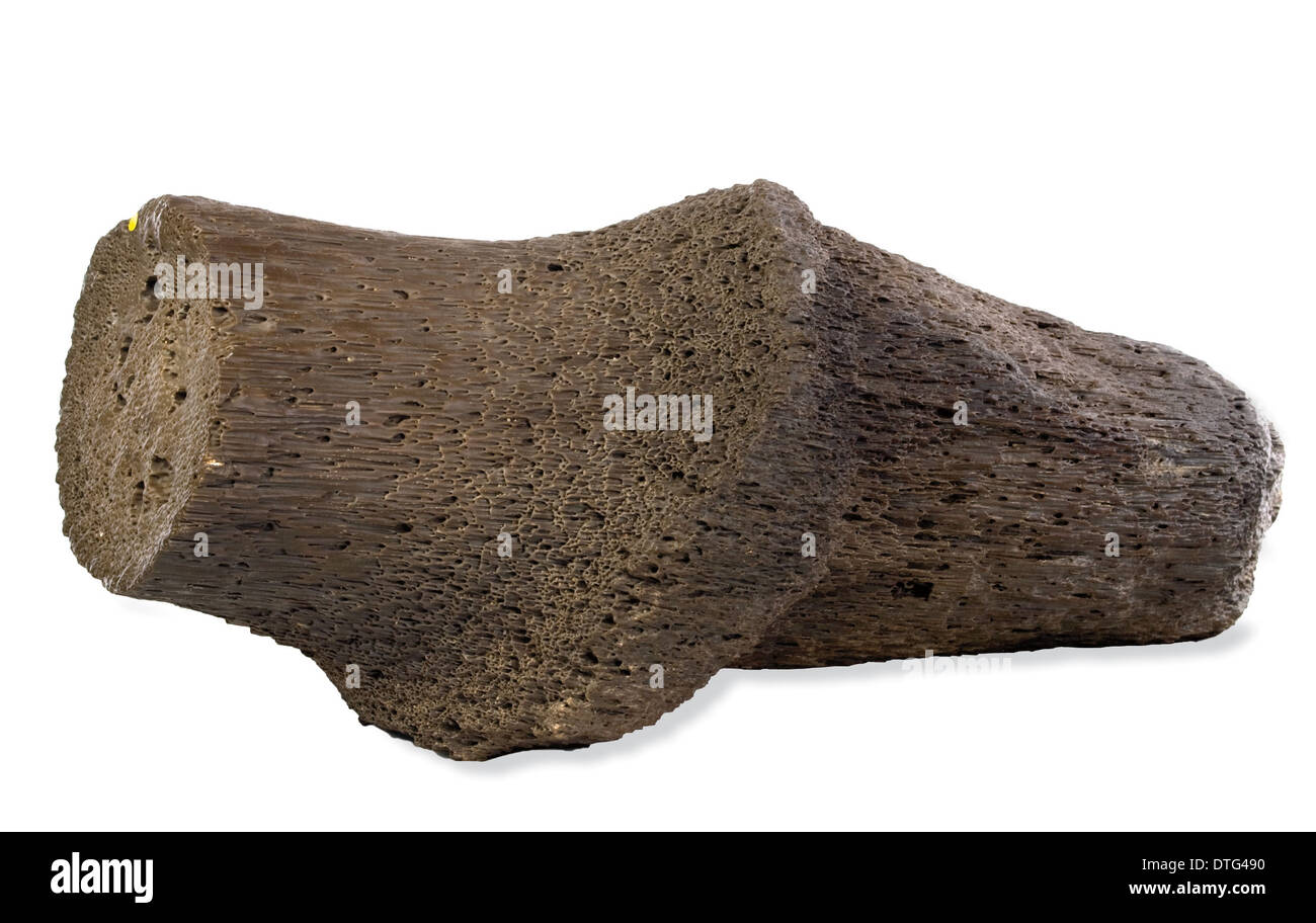 Legno fossile Foto Stock