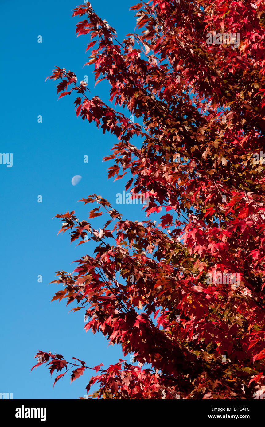 Colore di autunno con la luna in BC, Canada. Foto Stock