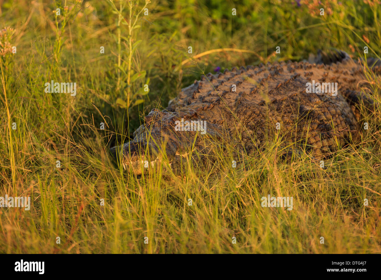 Close up di coccodrilli nascosti nella savana erba lungo il delta del fiume in cerca di preda in Botswana, Africa Foto Stock