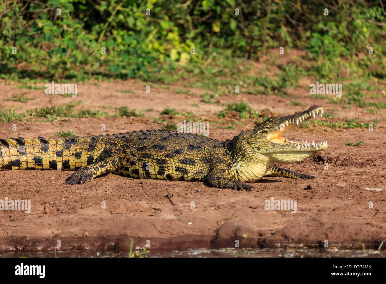 Crocodile bares i suoi denti in ampia apertura ganasce accanto al fiume in Botswana Foto Stock
