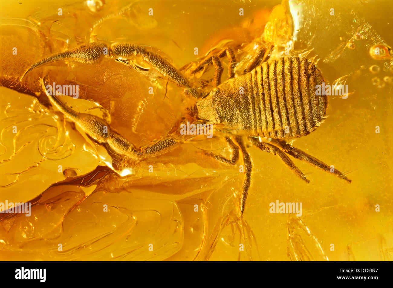 Pseudoscorpion in ambra baltica Foto Stock