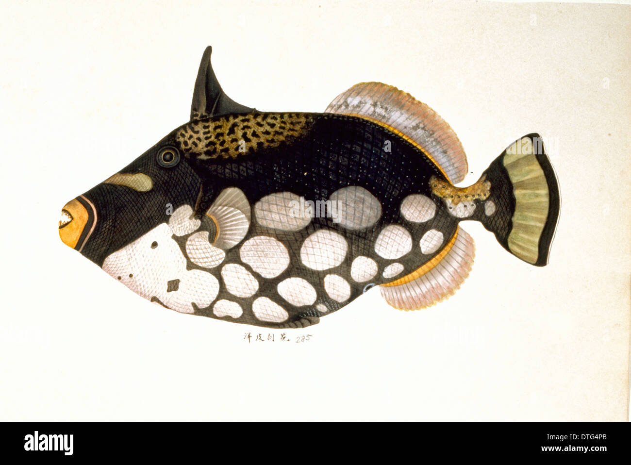 Balistoides conspicillum, clown triggerfish Foto Stock