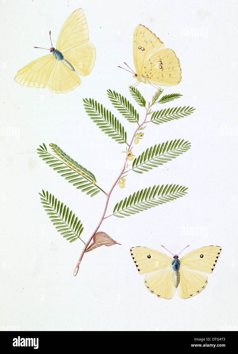 Papilio eubule, brimstone butterfly Foto Stock
