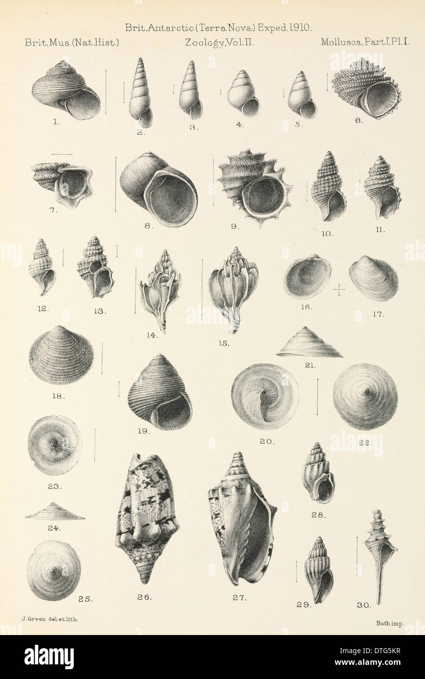 Mollusca disegni Foto Stock