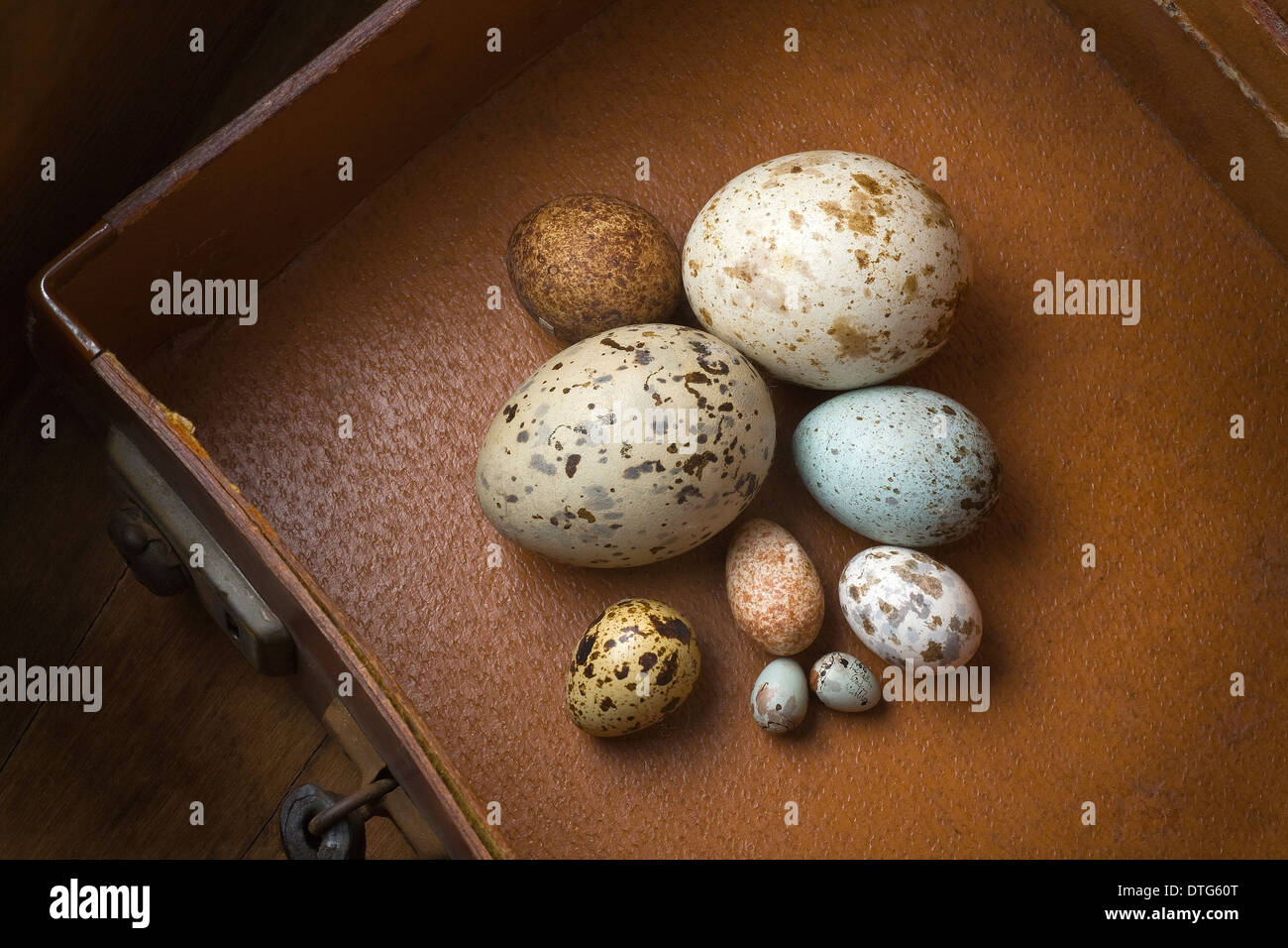 Frizione delle uova Foto Stock