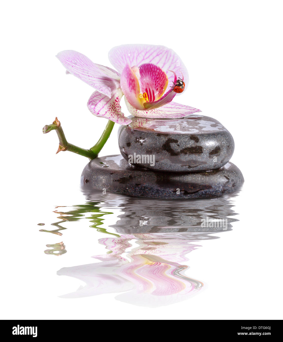 Pietre Zen e orchidee con riflesso nell'acqua. Foto Stock