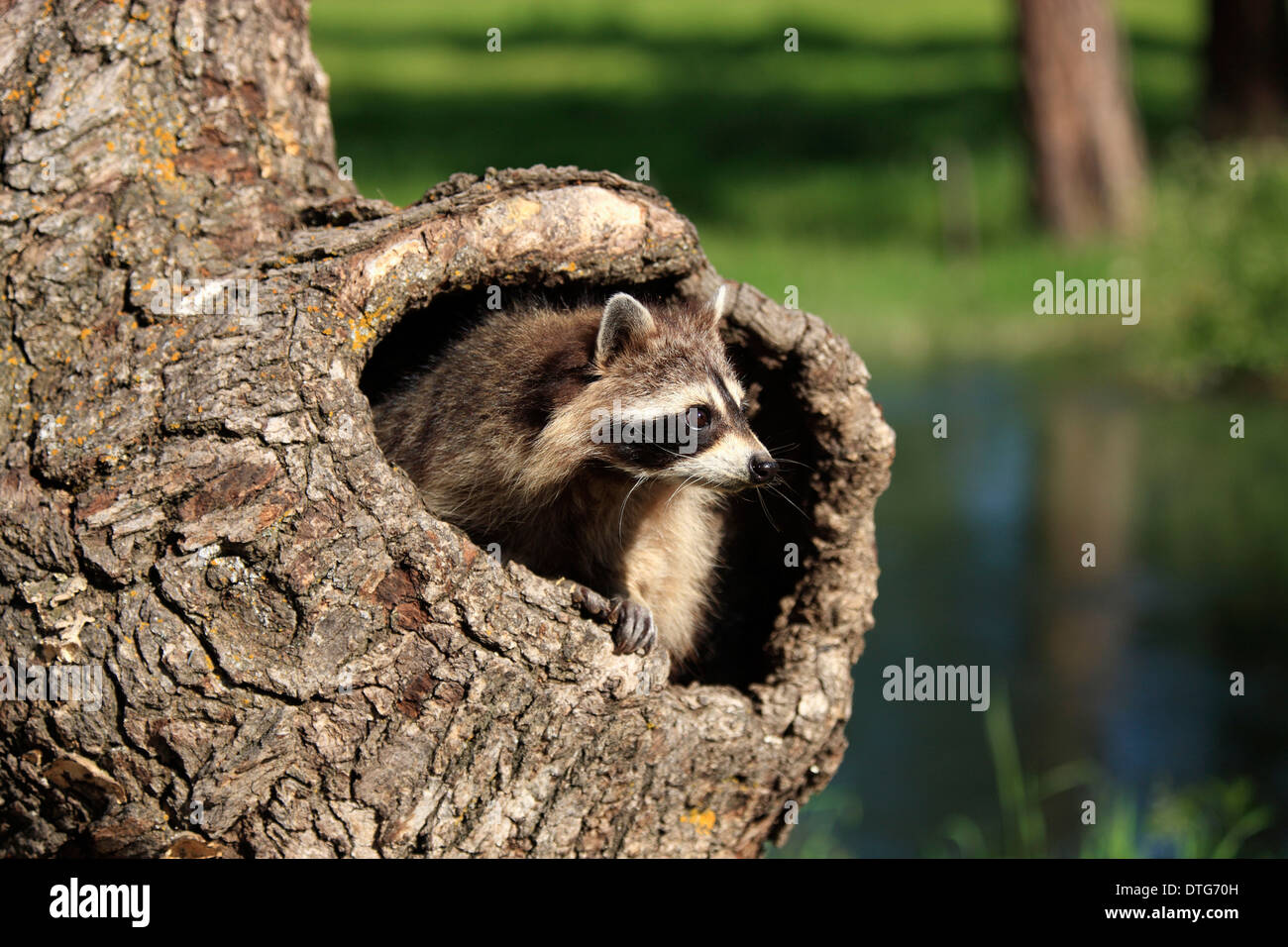 North American Raccoon / (Procione lotor) Foto Stock