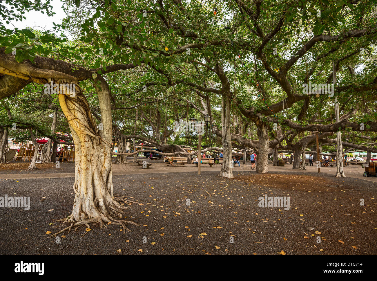 Banyan Tree Park a Maui, Hawaii. Foto Stock