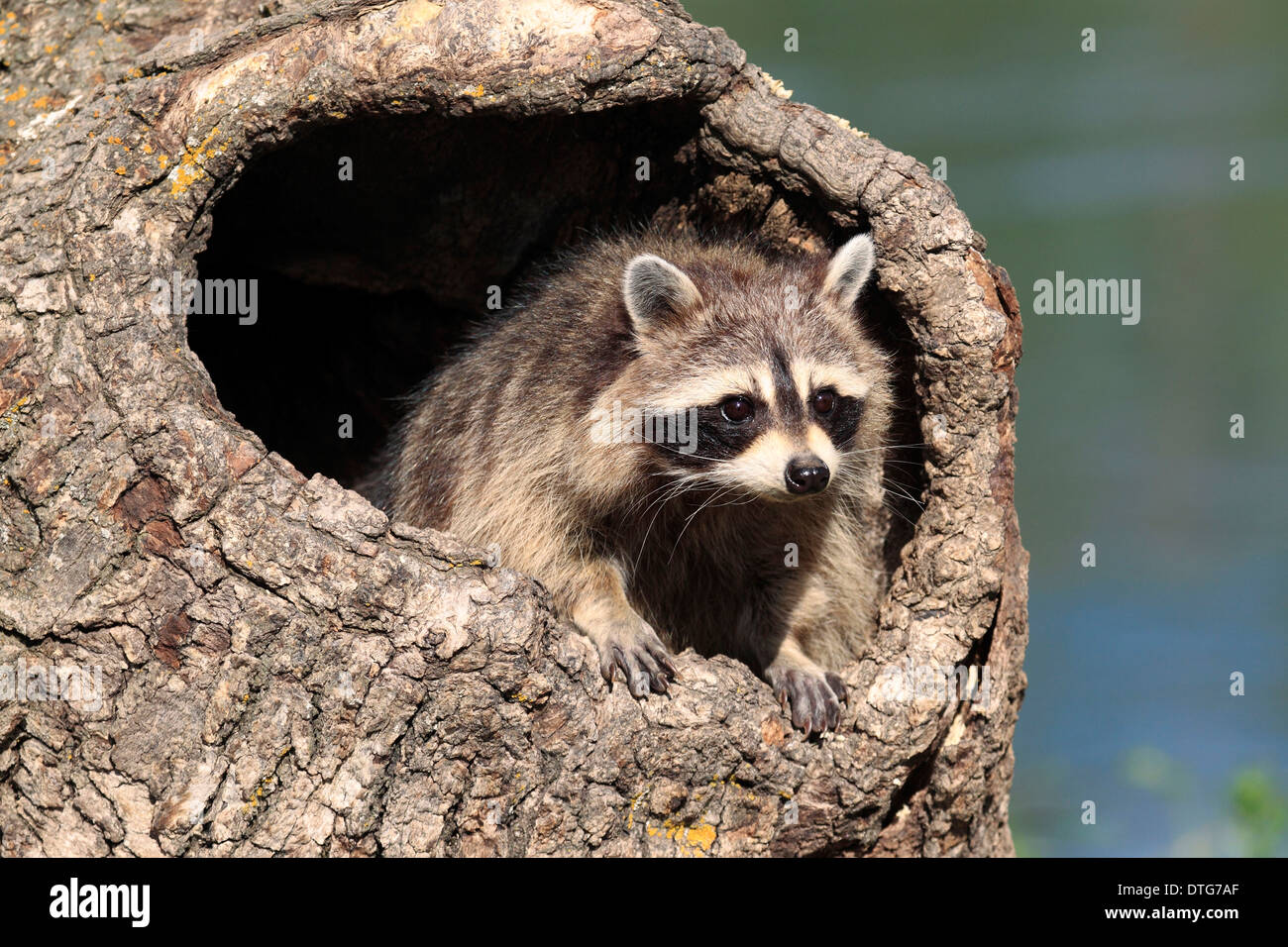 North American Raccoon / (Procione lotor) Foto Stock