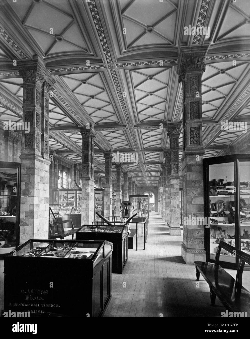 Mammiferi fossili Gallery. 1882 Foto Stock