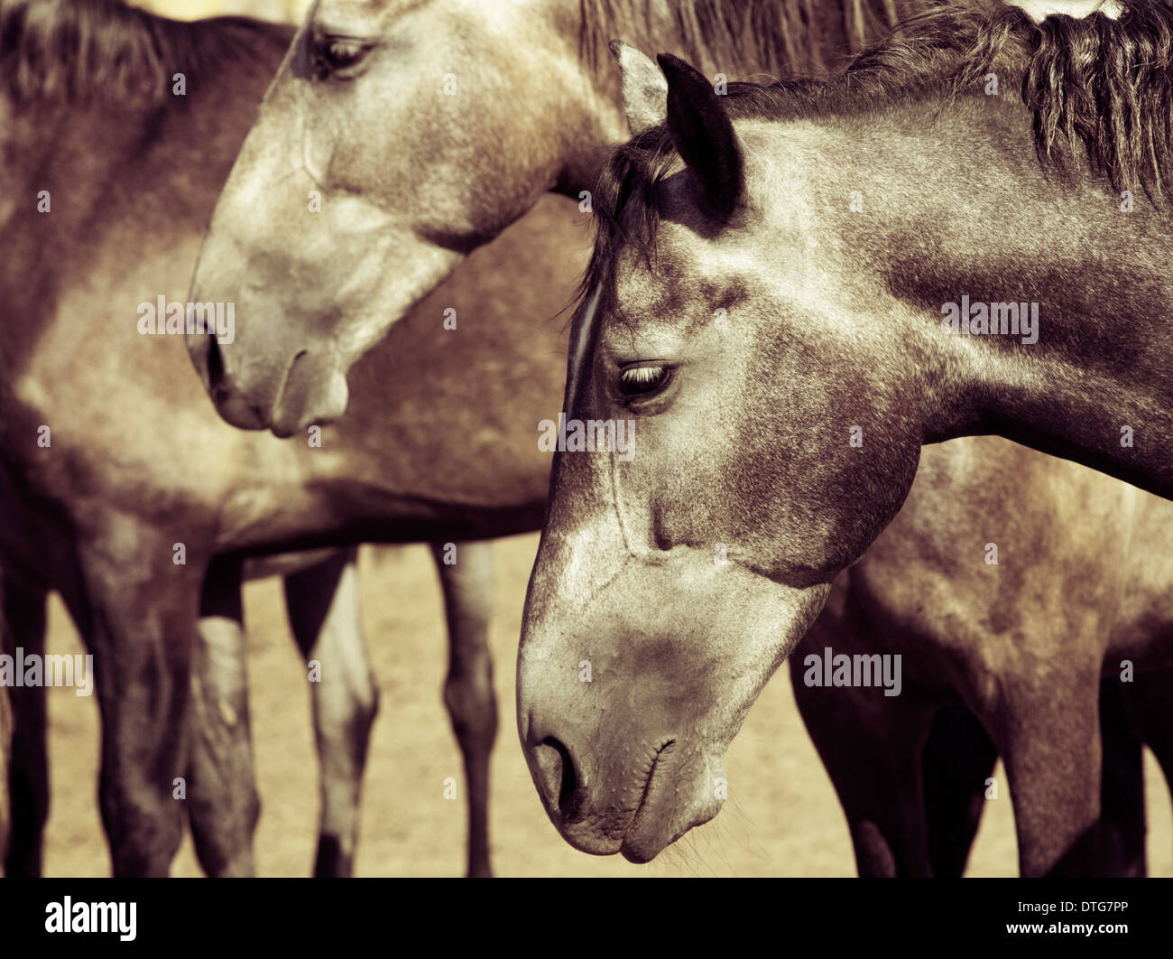 Teste di cavalli a pelo in piedi su un pascolo Foto Stock