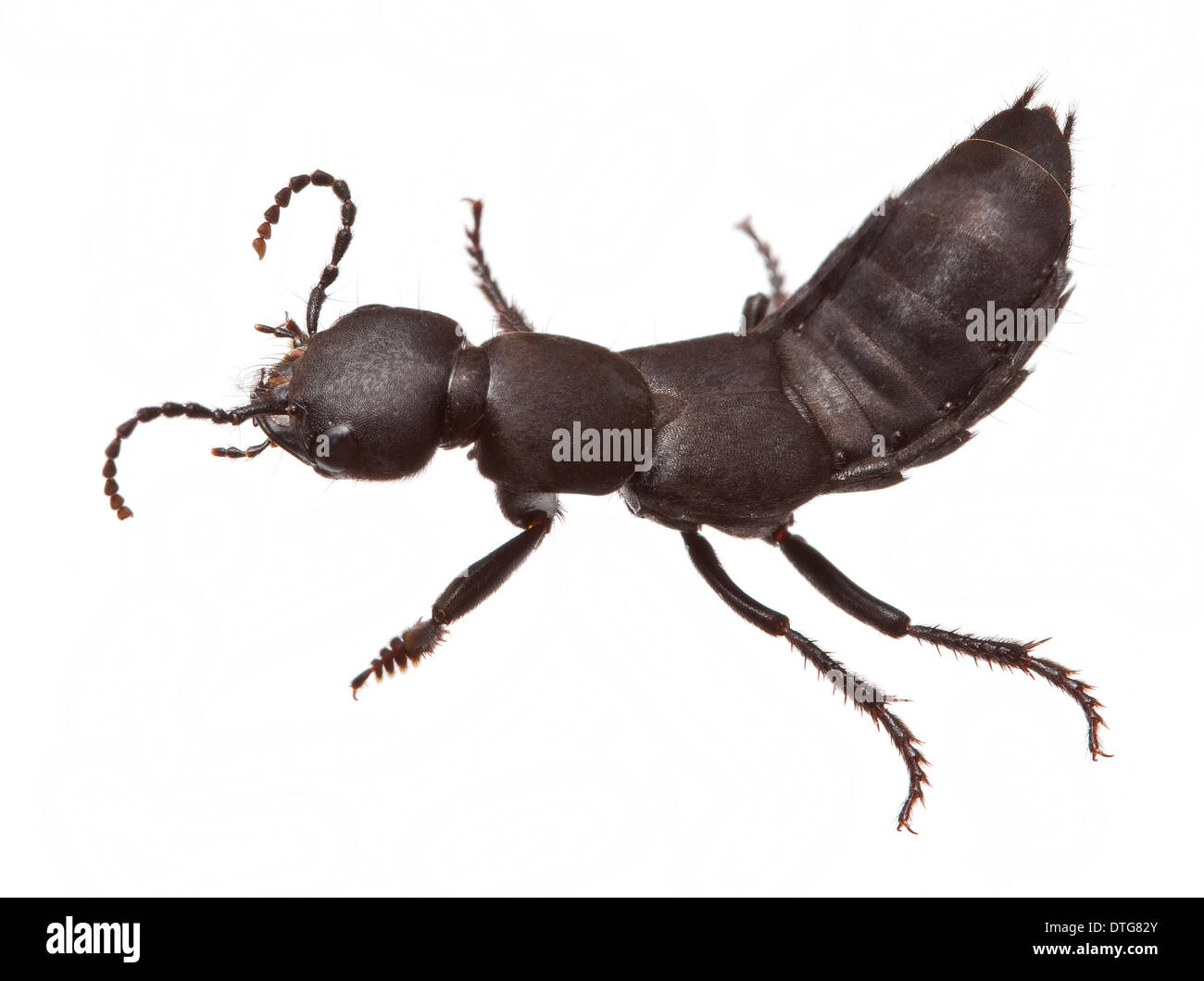 Ocypus olens, diavoli a cavallo in pullman Foto Stock