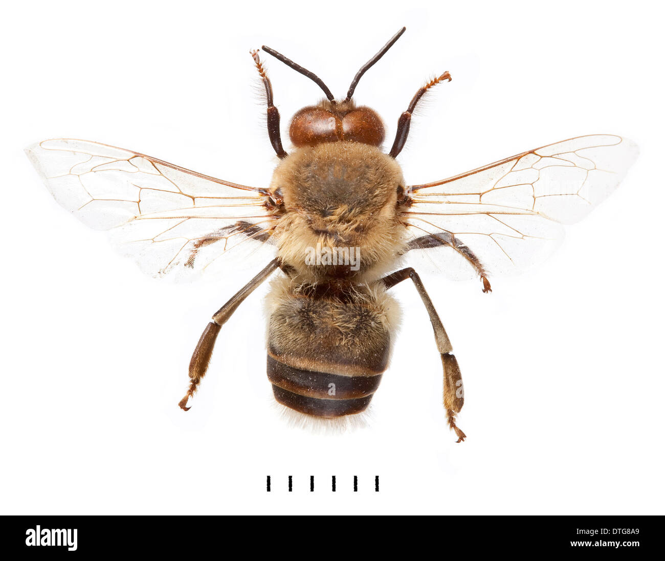 Apis mellifera, honeybee europea Foto Stock