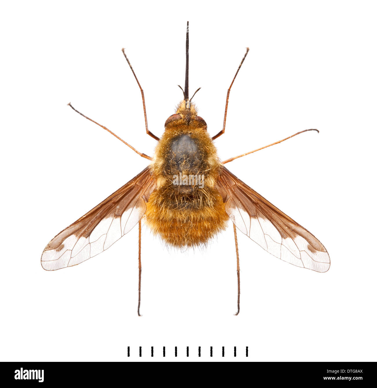 Bombylius major, Grandi Bee Fly Foto Stock
